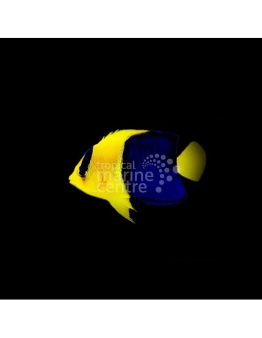 CENTROPYGE BICOLOR M