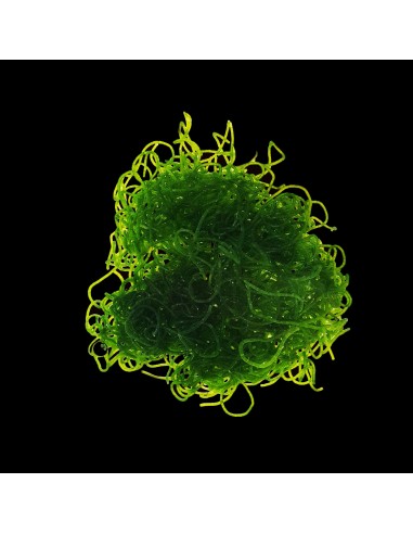 CHAETOMORPHA  SPP. TY TARRINA