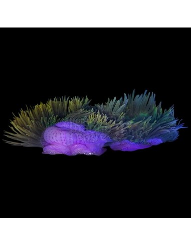 HETERACTIS MAGNIFICA LG