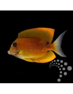 CTENOCHAETUS TOMINENSIS ME