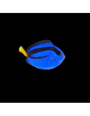 HEPATUS TAMAÑO S