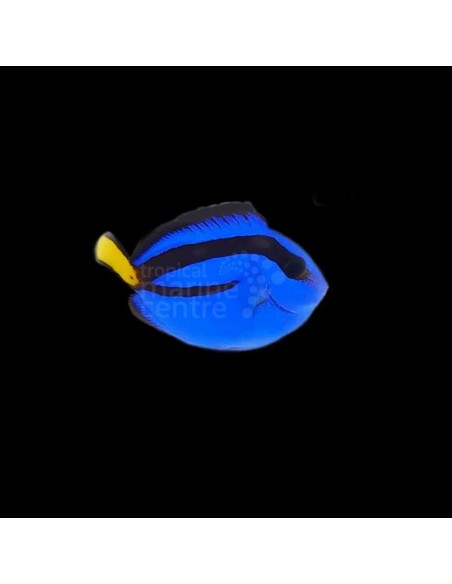 HEPATUS TAMAÑO S