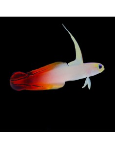 NEMATELEOTRIS MAGNIFICA ME