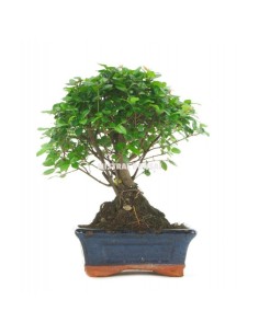 Bonsái Carmona Microphylla Mistral 8 años  Elegancia y fácil cuidado para interiores