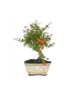 Bonsái Punica Granatum 8 años  Granada miniatura elegante y fácil cuidado

