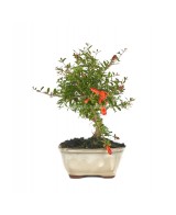 Bonsái Punica Granatum 8 años  Granada miniatura elegante y fácil cuidado

