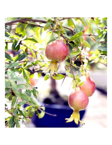 Bonsái Punica Granatum 8 años  Granada miniatura elegante y fácil cuidado

