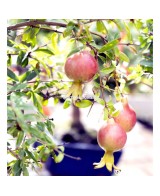 Bonsái Punica Granatum 8 años  Granada miniatura elegante y fácil cuidado

