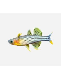 PSEUDOMUGI GERTRUDAE 2.5-3 CM