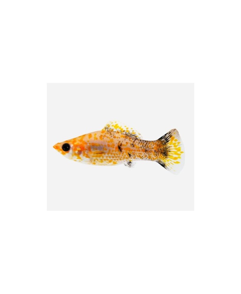 MOLLY LEOPARDO ROJO 5-6CM