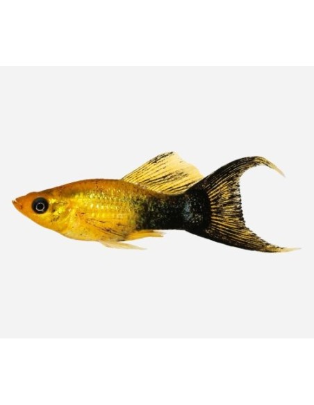 MOLLY LIRA ORO NEGRO