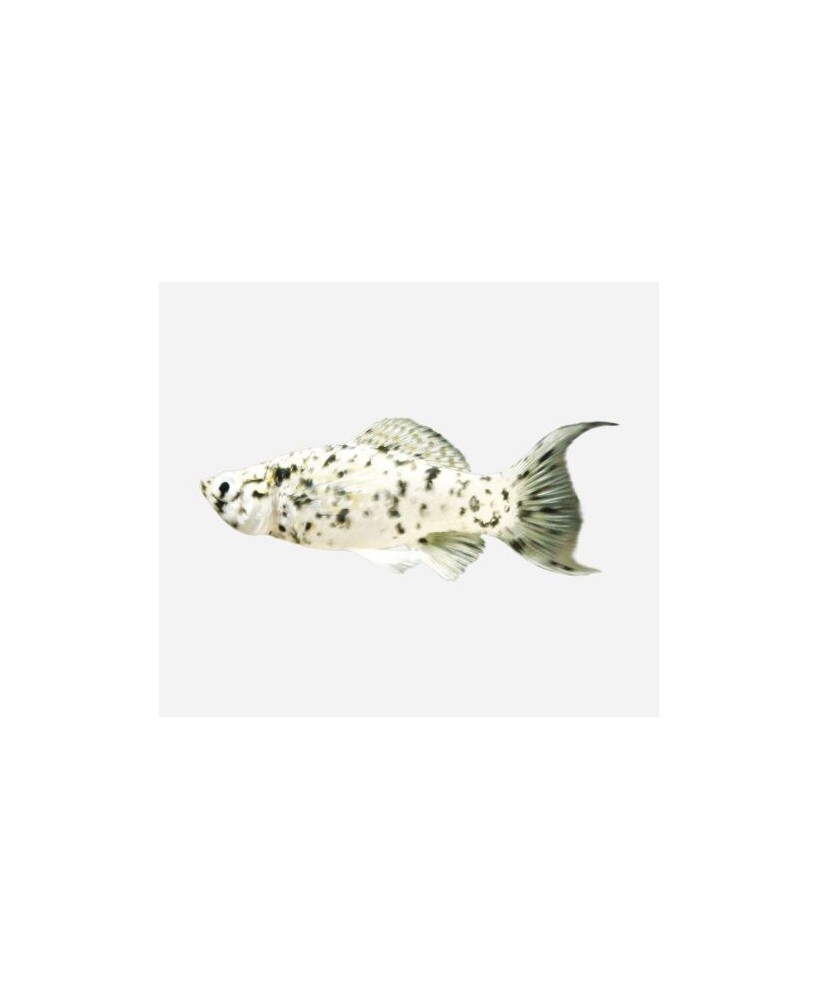 MOLLY DALMATA 5-6 CM