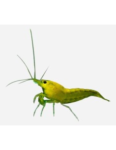 GAMBA AMARILLA 1-1.5CM