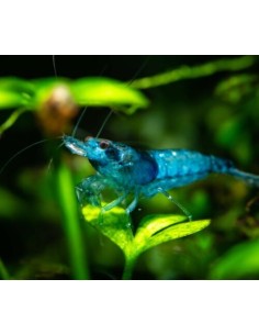 GAMBA AZUL TURQUESA 1,5-2CM