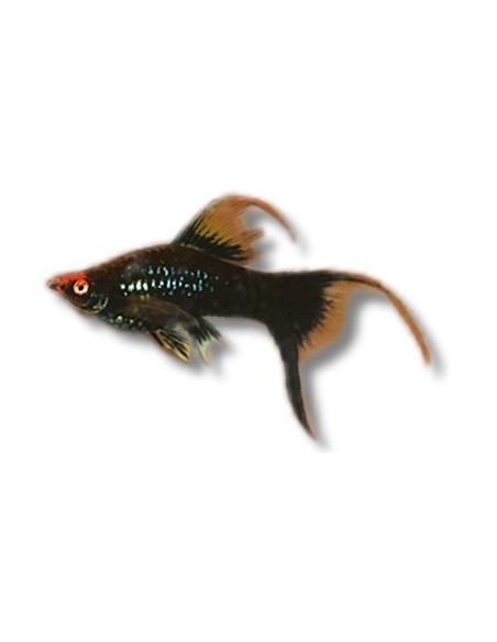 XIPHO ROJO HIFIN 4-5CM