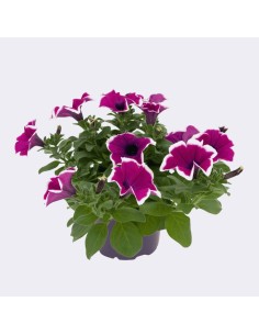 Petunia planta anual  Flores vibrantes para jardín y macetas | Endanea Garden