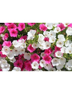 Petunia planta anual  Flores vibrantes para jardín y macetas | Endanea Garden 2