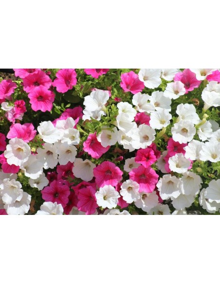 Petunia planta anual  Flores vibrantes para jardín y macetas | Endanea Garden