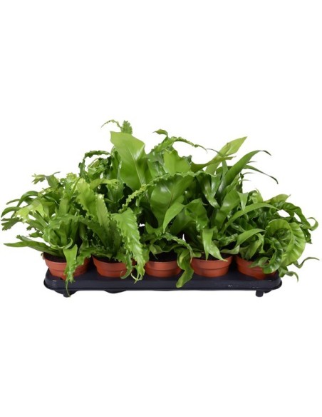 Asplenium M12 Planta de Interior Follaje Verde Compacta y Elegante