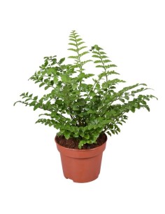 Asplemium Parvati M12 Planta de Interior Follaje Verde Elegante y Compacta