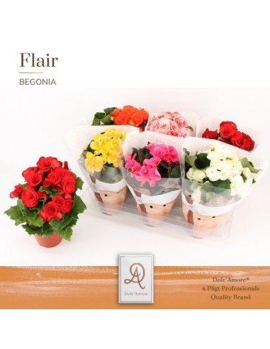 Begonia Elatior Mezclado M14 Planta de Interior Flores Brillantes y Compacta