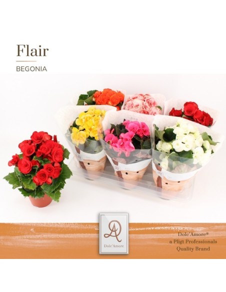 Begonia Elatior Mezclado M14 Planta de Interior Flores Brillantes y Compacta