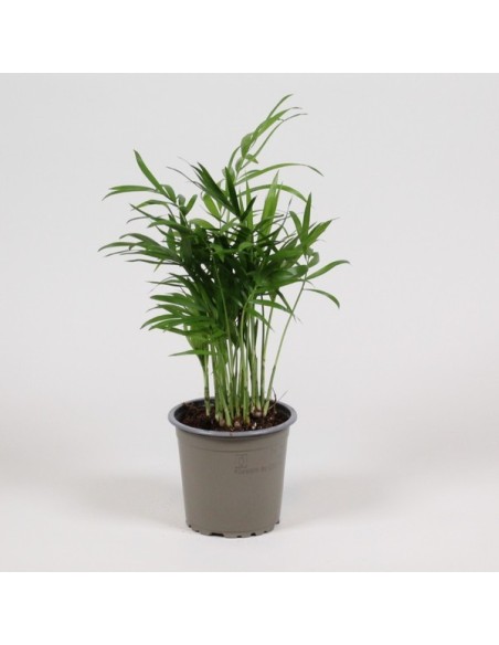 Chamaedorea Elegans M9 Planta de Interior Follaje Verde Elegante y Compacta