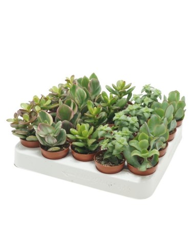 Crassula Mix M5.5 Planta Suculenta Decorativa de Interior y Exterior
