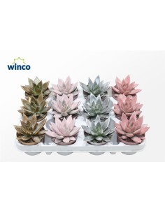 Echeveria Xmas Sparking Paint M8.5 Planta Suculenta Decorativa