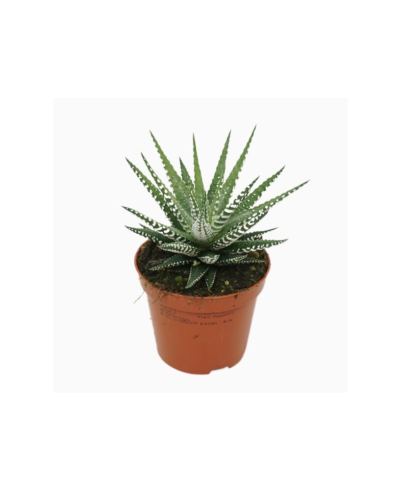 Haworthia Big Band M8.5 Planta Suculenta Decorativa