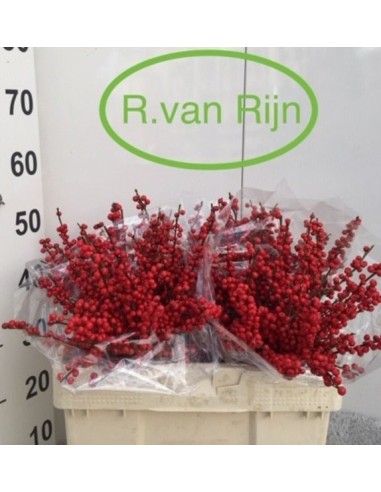 Ilex Verticillata Oosterwijk 50cm arbusto decorativo con bayas rojas