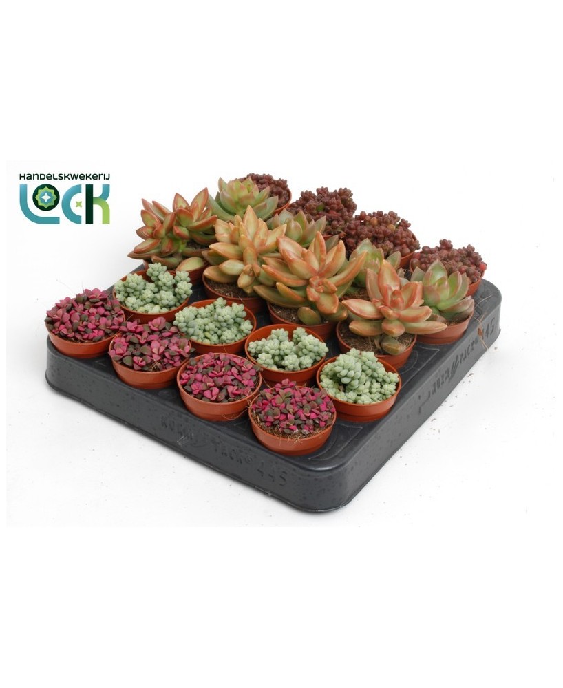 Sedum Mix M5.5 planta suculenta de interior y exterior resistente