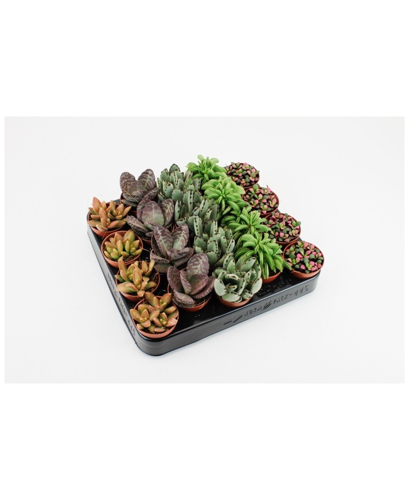 Succulents de Tanzania XL M5.5 plantas suculentas exóticas de interior y exterior