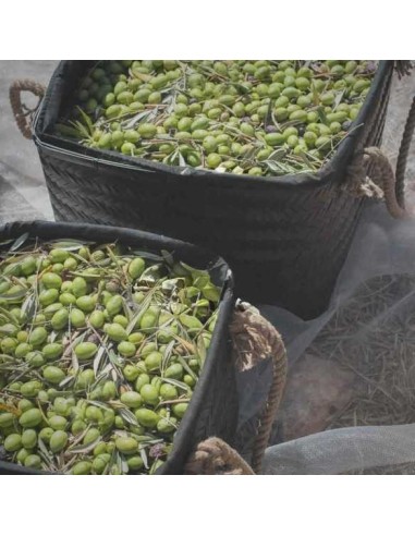 Aceite de Oliva NOBLEZA DEL SUR V.E. Tradición 1640 Arbequina 500ml Gourmet