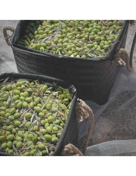 Aceite de Oliva NOBLEZA DEL SUR V.E. Tradición 1640 Arbequina 500ml Gourmet