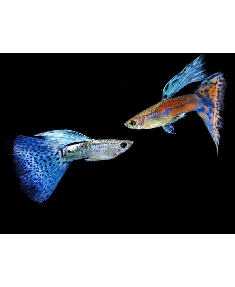 GUPPY MACHO AZUL GLASS 3-3.5 CM BSF