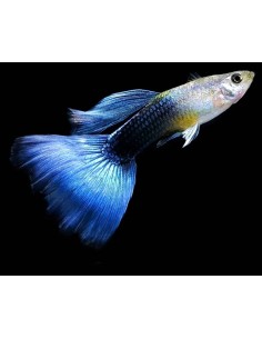 GUPPY MACHO AZUL METALICO NEON 3.5-4CM CM BSF