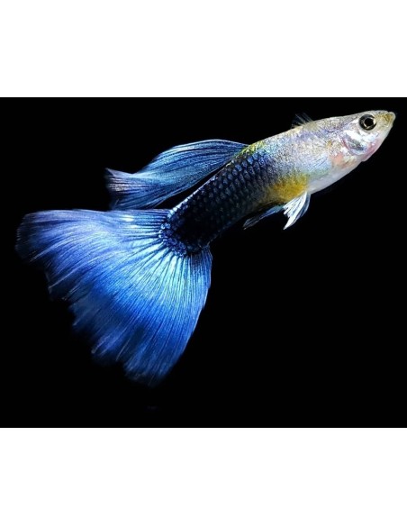 GUPPY MACHO AZUL METALICO NEON 3.5-4CM CM BSF