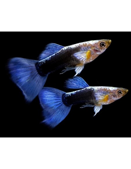 GUPPY MACHO NEON AZUL 3-3.5CM