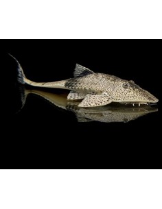 PSEUDOHEMIODON APITHANOS 15-20CM