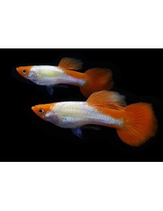 GUPPY MACHO RED CAP BLOND 3-3.5CM