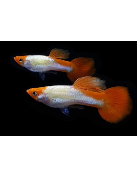 GUPPY MACHO RED CAP BLOND 3-3.5CM