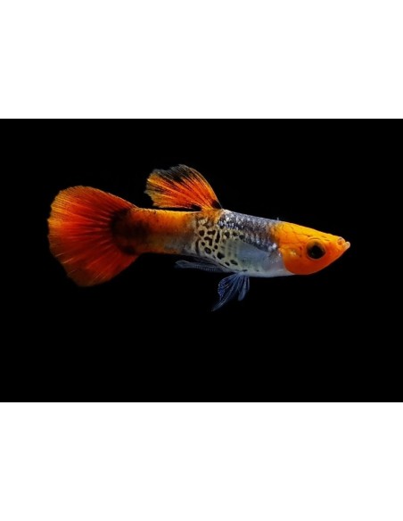 GUPPY MACHO RED CAP COBRA 2-2,5 CM
