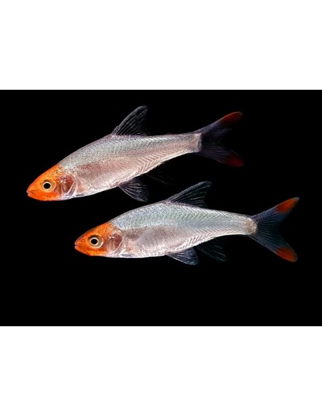 SAWBWA RESPLENDENS 2,5-3CM