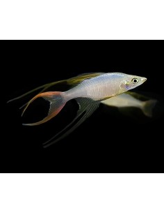 IRIATHERINA WERNERI 2.5-3CM