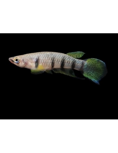 EPIPLATYS DAGETI DAGETI