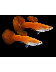 GUPPY MACHO ROJO BLOND 3,5-4CM