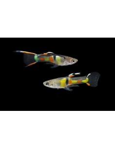 GUPPY ENDLER LUMINEX MACHO 1-1.5CM
