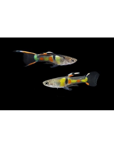 GUPPY ENDLER LUMINEX MACHO 1-1.5CM