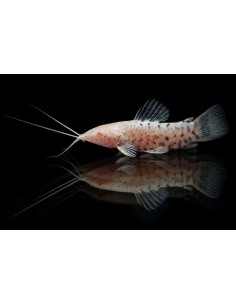 HOPLOSTERNUM THORACATA ALBINO 4-5CM